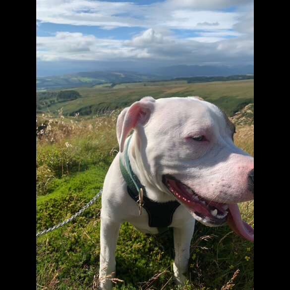 Staffordshire Bull Terrier