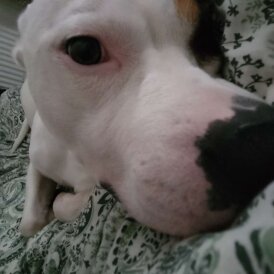 Staffordshire Bull Terrier