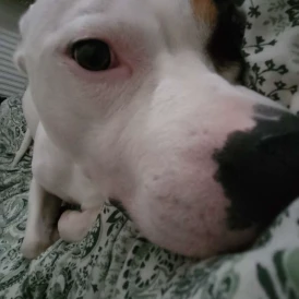 Staffordshire Bull Terrier