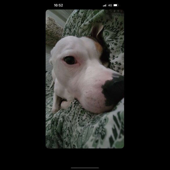 Staffordshire Bull Terrier