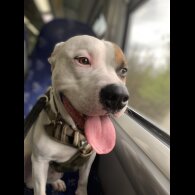 Staffordshire Bull Terrier