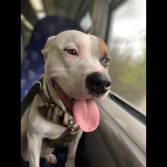 Staffordshire Bull Terrier