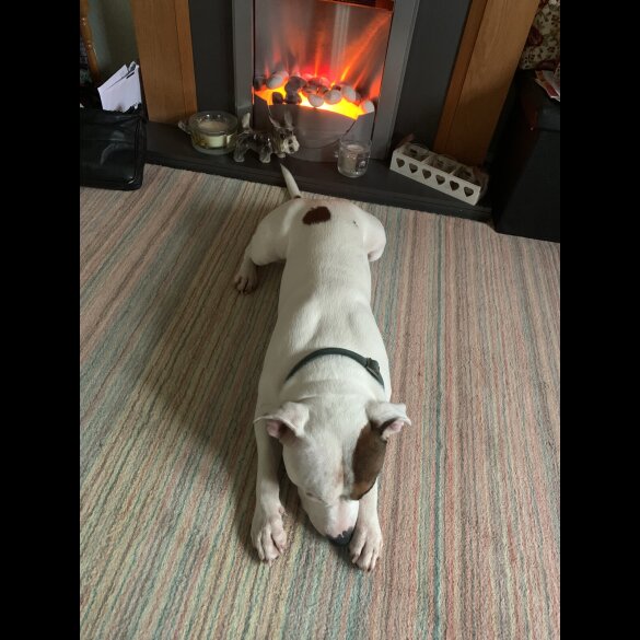 Staffordshire Bull Terrier