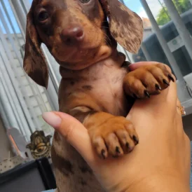Dachshund (Standard &amp; Miniature) - Bitches