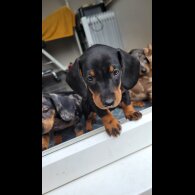 Dachshund (Standard &amp; Miniature) - Bitches