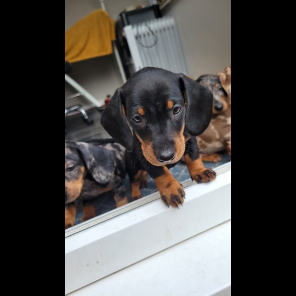Dachshund (Standard &amp; Miniature) - Bitches