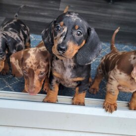 Dachshund (Standard &amp; Miniature) - Bitches