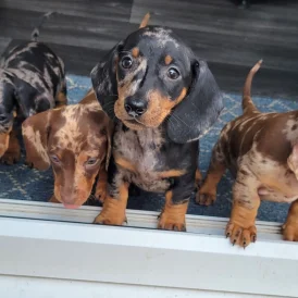 Dachshund (Standard &amp; Miniature) - Bitches
