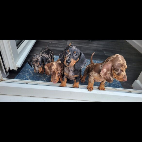Dachshund (Standard &amp; Miniature) - Bitches