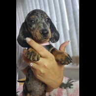 Dachshund (Standard &amp; Miniature) - Bitches