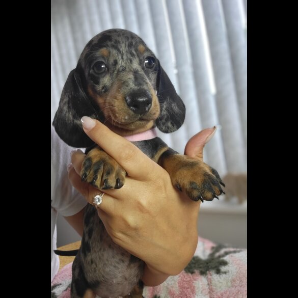 Dachshund (Standard &amp; Miniature) - Bitches