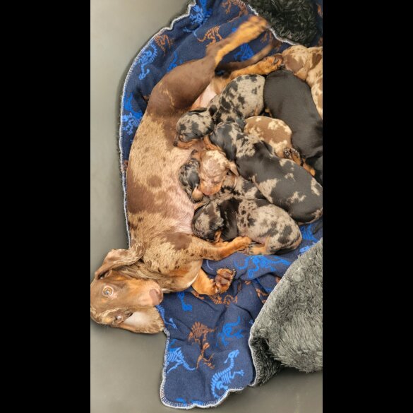 Dachshund (Standard &amp; Miniature) - Bitches