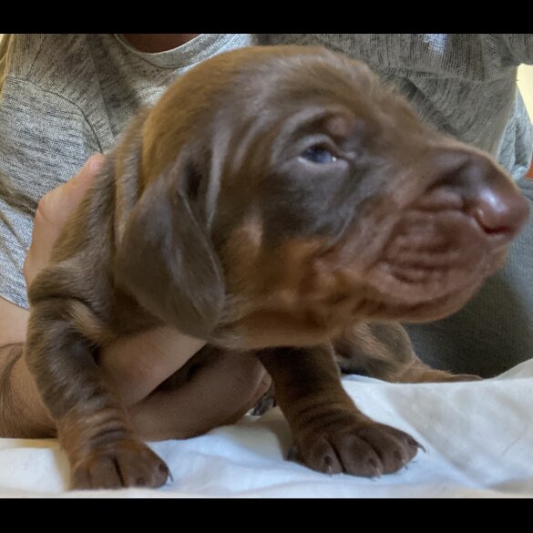 Dachshund (Standard &amp; Miniature) - Both
