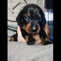 Dachshund (Standard &amp; Miniature) - Both