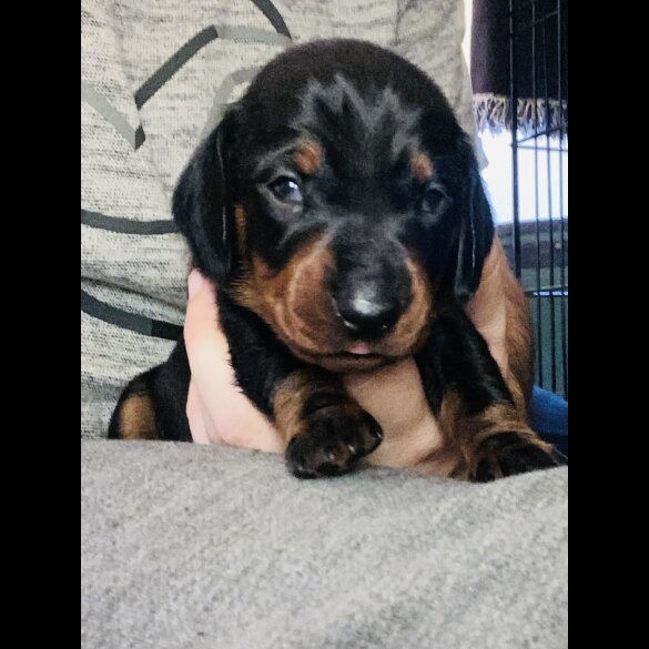 Dachshund (Standard &amp; Miniature) - Both