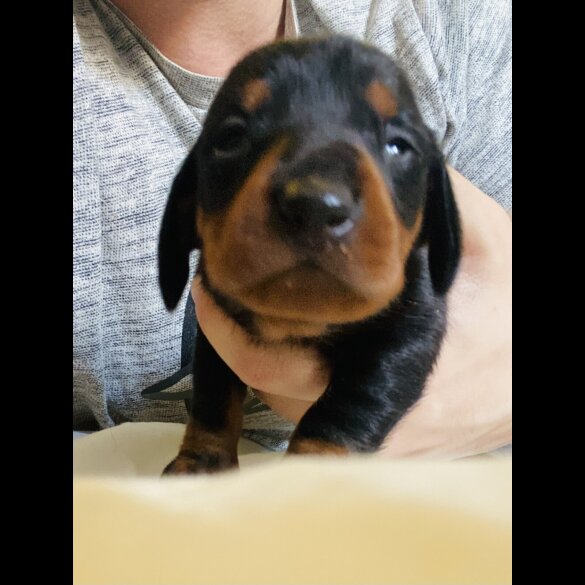 Dachshund (Standard &amp; Miniature) - Both