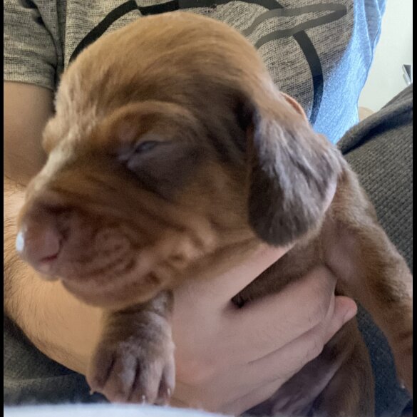 Dachshund (Standard &amp; Miniature) - Both