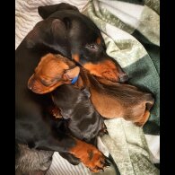 Dachshund (Standard &amp; Miniature) - Both