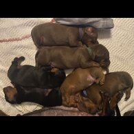 Dachshund (Standard &amp; Miniature) - Both
