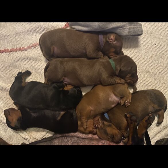 Dachshund (Standard &amp; Miniature) - Both