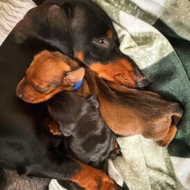 Dachshund (Standard &amp; Miniature) - Both