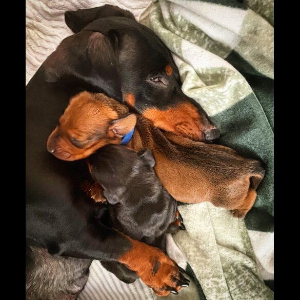 Dachshund (Standard &amp; Miniature) - Both