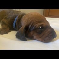 Dachshund (Standard &amp; Miniature) - Both