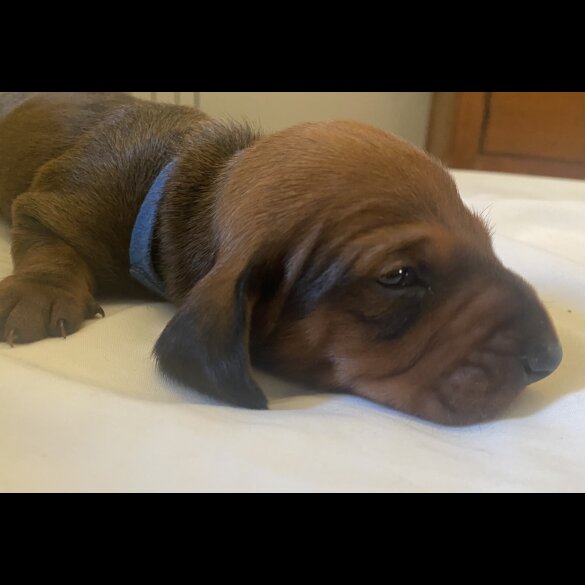 Dachshund (Standard &amp; Miniature) - Both