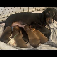 Dachshund (Standard &amp; Miniature) - Both