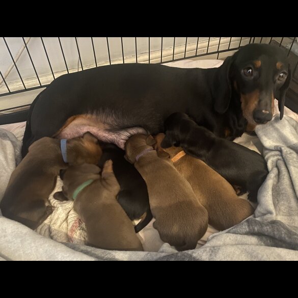Dachshund (Standard &amp; Miniature) - Both