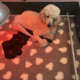Poodle - Dogs