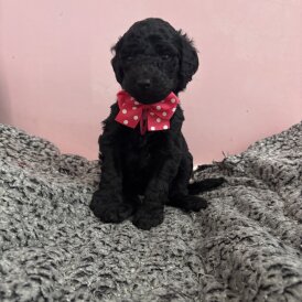 Poodle - Dogs