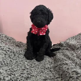 Poodle - Dogs