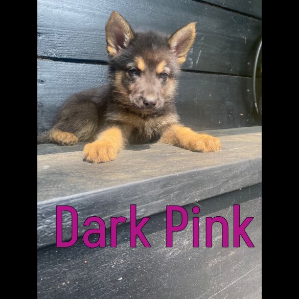 German Shepherd (Alsatian) - Both