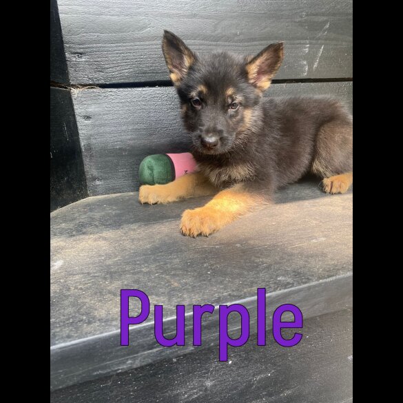 German Shepherd (Alsatian) - Both