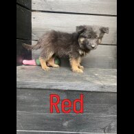 German Shepherd (Alsatian) - Both