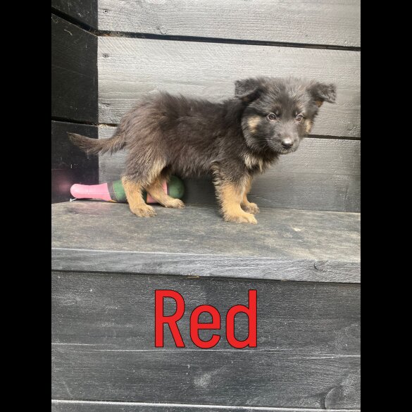 German Shepherd (Alsatian) - Both