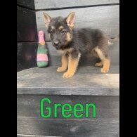 German Shepherd (Alsatian) - Both