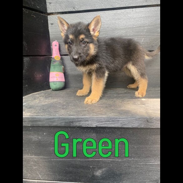 German Shepherd (Alsatian) - Both