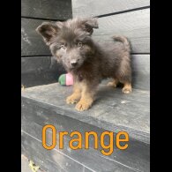 German Shepherd (Alsatian) - Both