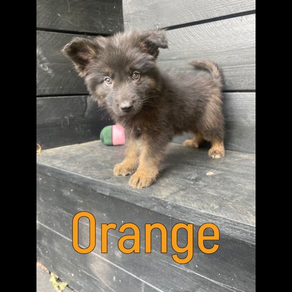 German Shepherd (Alsatian) - Both