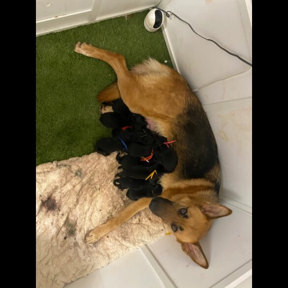 German Shepherd (Alsatian) - Both
