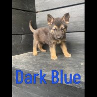 German Shepherd (Alsatian) - Both