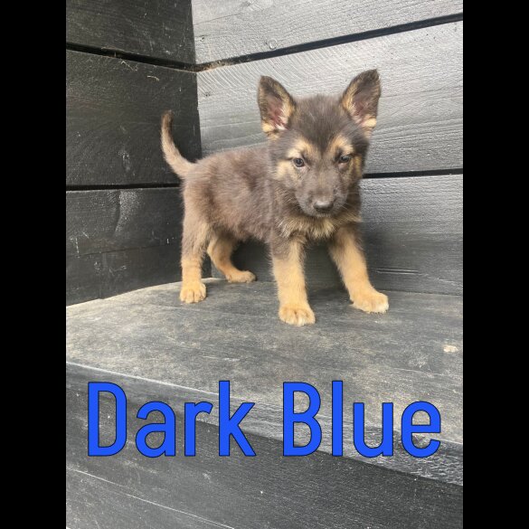 German Shepherd (Alsatian) - Both