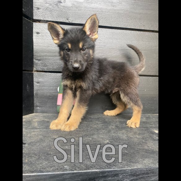 German Shepherd (Alsatian) - Both