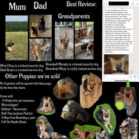 German Shepherd (Alsatian) - Both