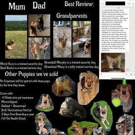 German Shepherd (Alsatian) - Both