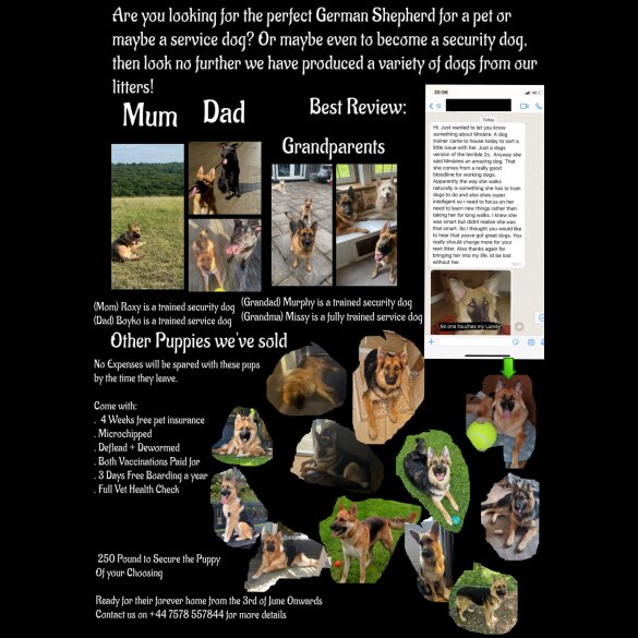 German Shepherd (Alsatian) - Both