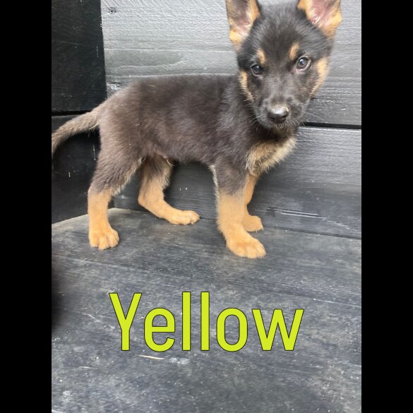 German Shepherd (Alsatian) - Both
