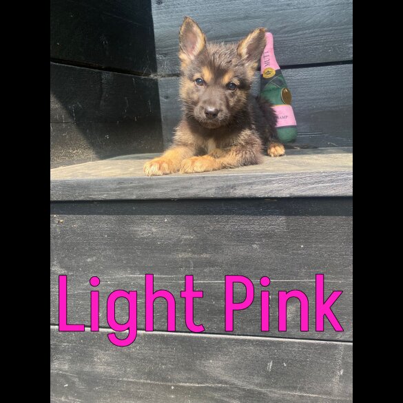 German Shepherd (Alsatian) - Both